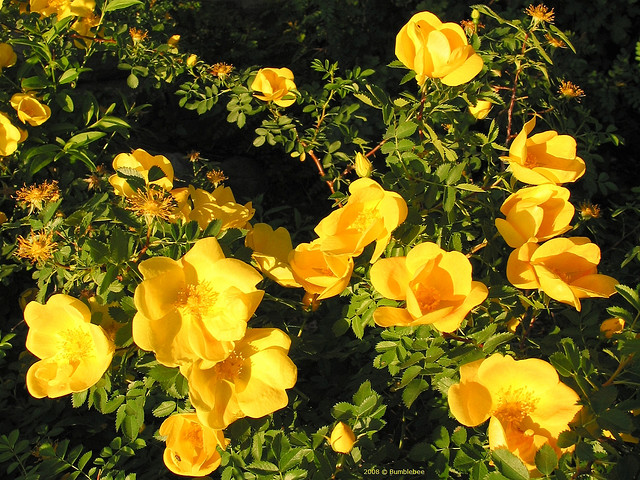 رز زرد ایرانی , Austrian briar, Persian yellow rose, Austrian copper rose